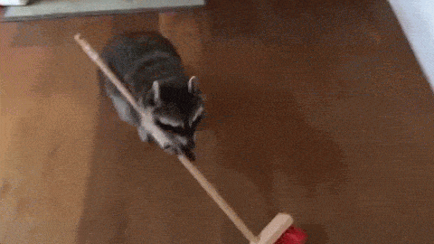 A gif of a racoon sweeping.