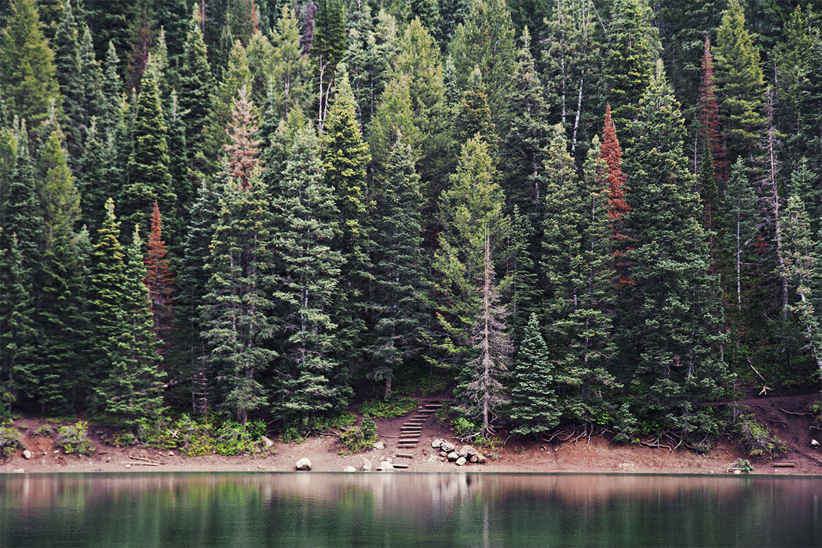 Evergreen trees by a lake