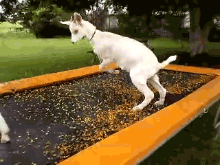 Goats bouncing on a trampoline.