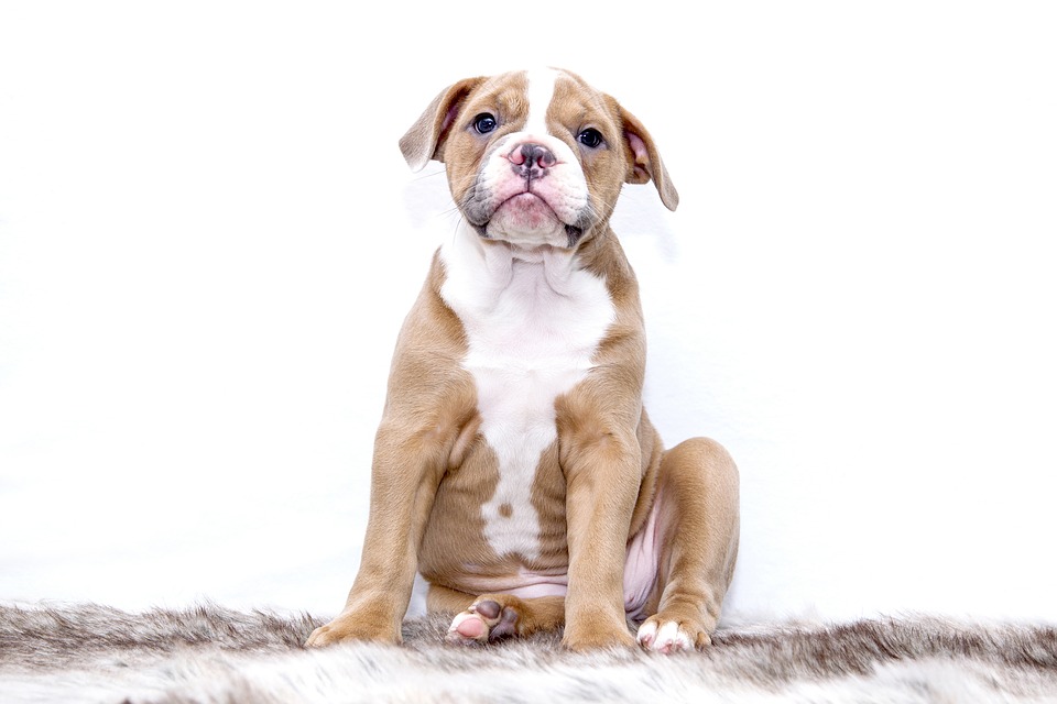 puppy-1118584_960_720