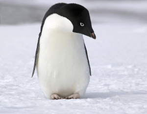 penguin