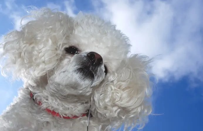 Poodle