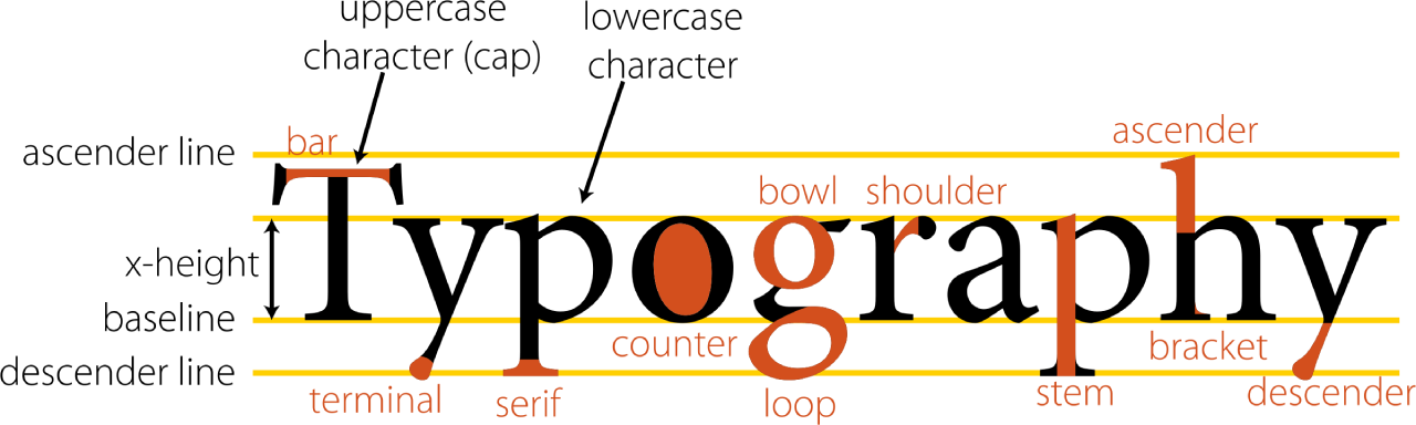 A diagram showing the anatomy of typography
