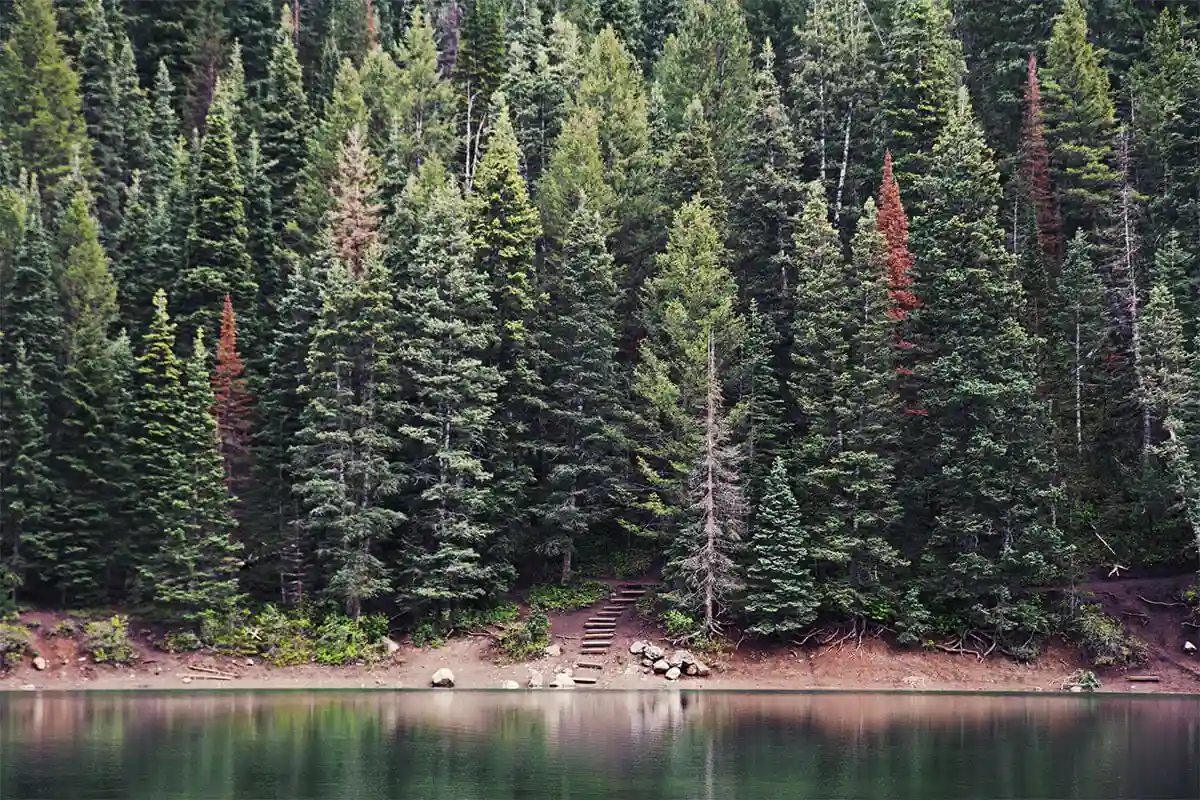 Evergreen trees by a lake